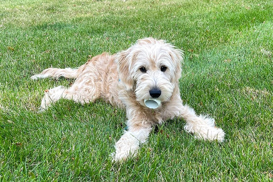 golden doodle puppy with a birdieball in its mouth